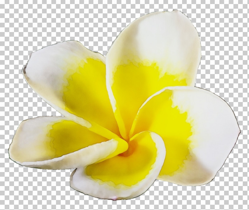 Cut Flowers Flower Petal Yellow Plant PNG, Clipart, Biology, Cut Flowers, Flower, Paint, Petal Free PNG Download