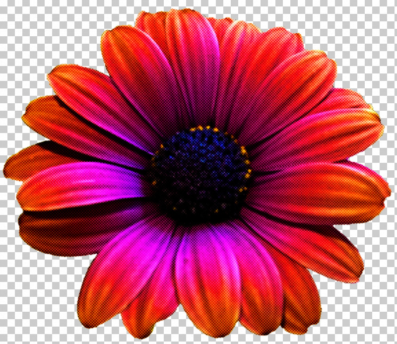 Daisy PNG, Clipart, African Daisy, Annual Plant, Aster, Barberton Daisy, Daisy Free PNG Download