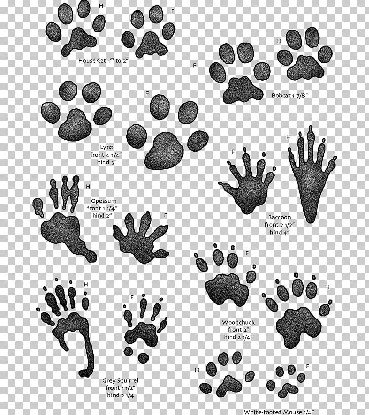 Animal Track Squirrel Tracking Footprint Hunting PNG, Clipart, Animal, Animals, Animal Track, Black, Black And White Free PNG Download