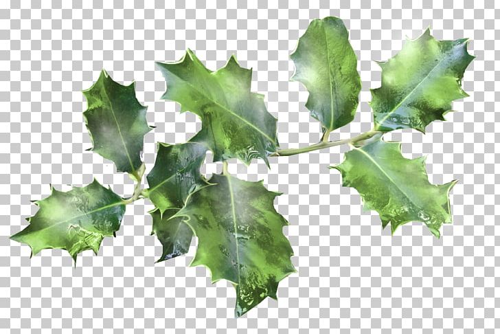 Common Holly Ilex Crenata Tree Plant Magnolia PNG, Clipart, Aquifoliaceae, Branch, Christmas, Common Holly, Conifer Cone Free PNG Download