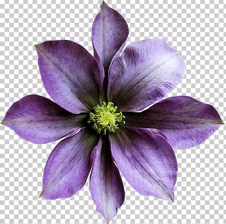 Flower Color PNG, Clipart, Artificial Flower, Blue Rose, Christmas, Clematis, Clip Art Free PNG Download