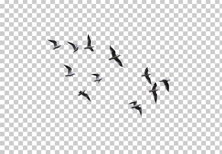 Bird PNG, Clipart, Angle, Black, Encapsulated Postscript, Migrate, Monochrome Free PNG Download