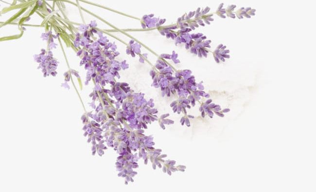Lavender Material PNG, Clipart, Creative, Flowers, Flowers Pictures, Lavender, Lavender Clipart Free PNG Download
