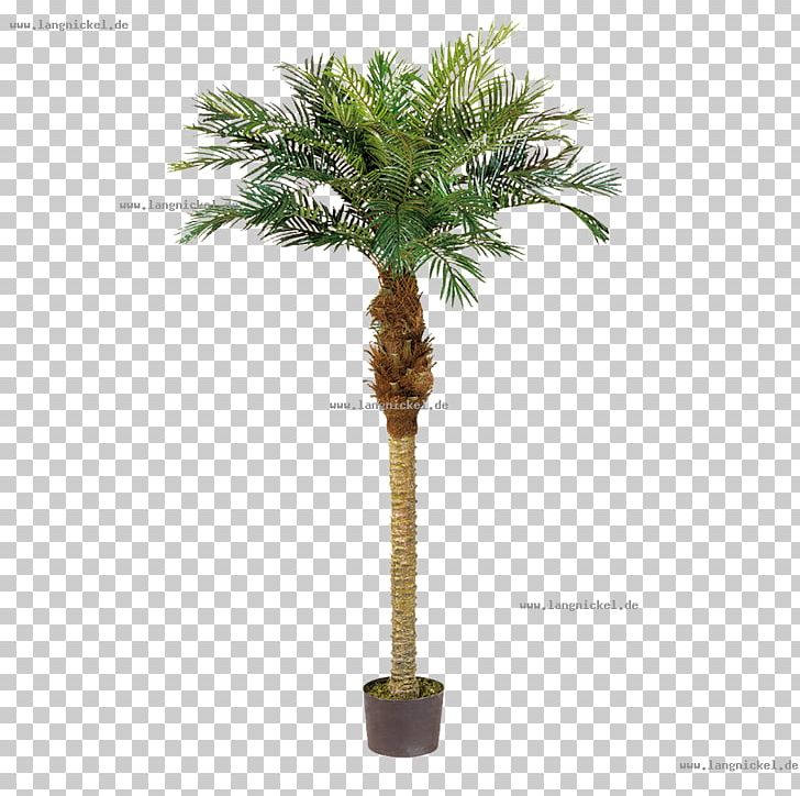 Stock Photography Green Asian Palmyra Palm PNG, Clipart, Arecaceae, Arecales, Asian Palmyra Palm, Blue, Borassus Free PNG Download