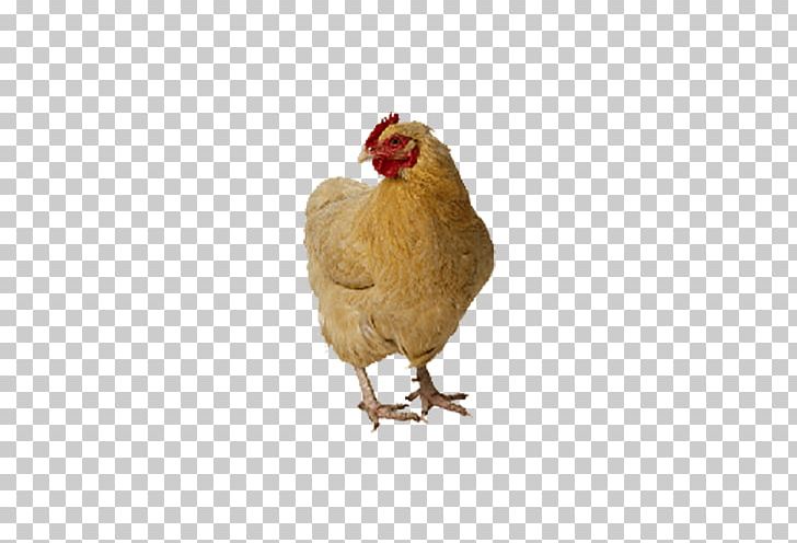 Chicken Poultry Bird Food Duck PNG, Clipart, Animals, Avian Influenza, Beak, Bird, Birds Free PNG Download