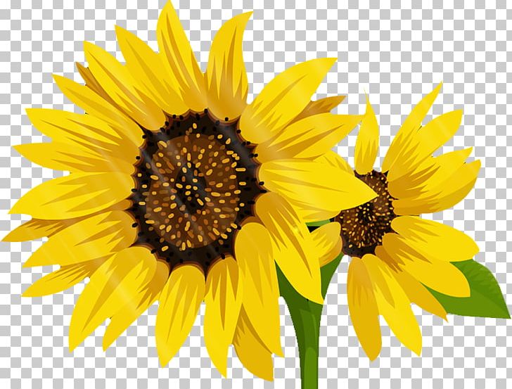 Common Sunflower Landscape PNG, Clipart, Com, Daisy Family, Flower, Flowers, Landscape Free PNG Download