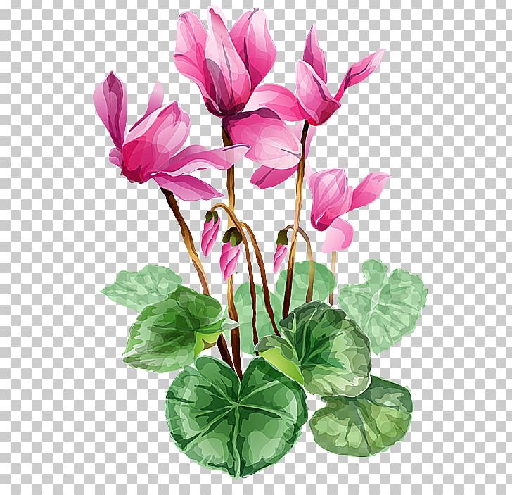 Flower PNG, Clipart, Annual Plant, Art, Blog, Cut Flowers, Cyclamen Free PNG Download
