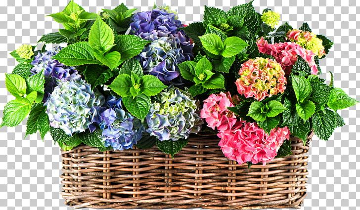 Panicled Hydrangea Flower Inflorescence Perennial Plant Plants PNG, Clipart, Annual Plant, Artificial Flower, Basket, Bulb, Cornales Free PNG Download