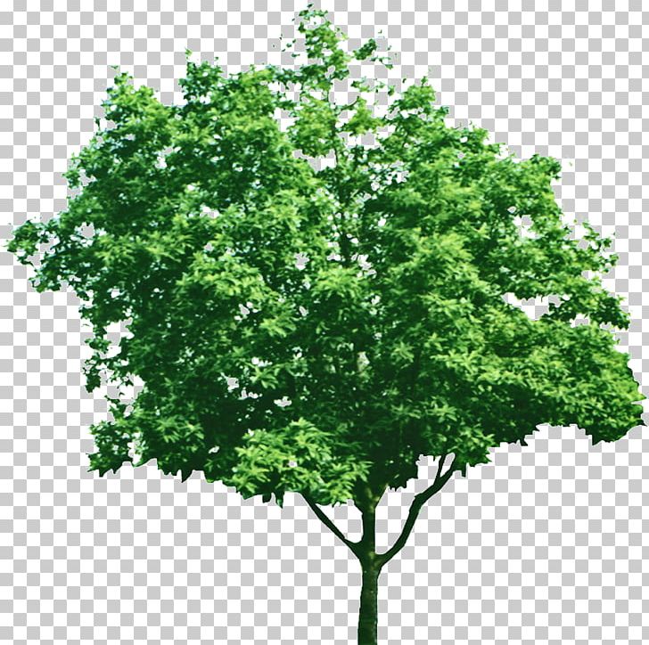 Tree Green Branch PNG, Clipart, Art, Branch, Christmas Tree, Color, Creative Vector Free PNG Download