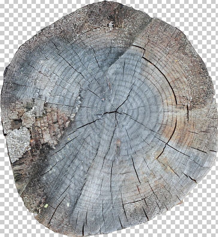 7 January /m/083vt Wood Stock Photography PNG, Clipart, 6 January, 7 January, Circle, Deviantart, Leaf Free PNG Download