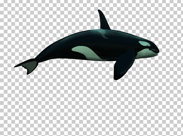 Cetacea PhotoScape GIMP PNG, Clipart, Animal, Animals, Biology, Blog, Cetacea Free PNG Download