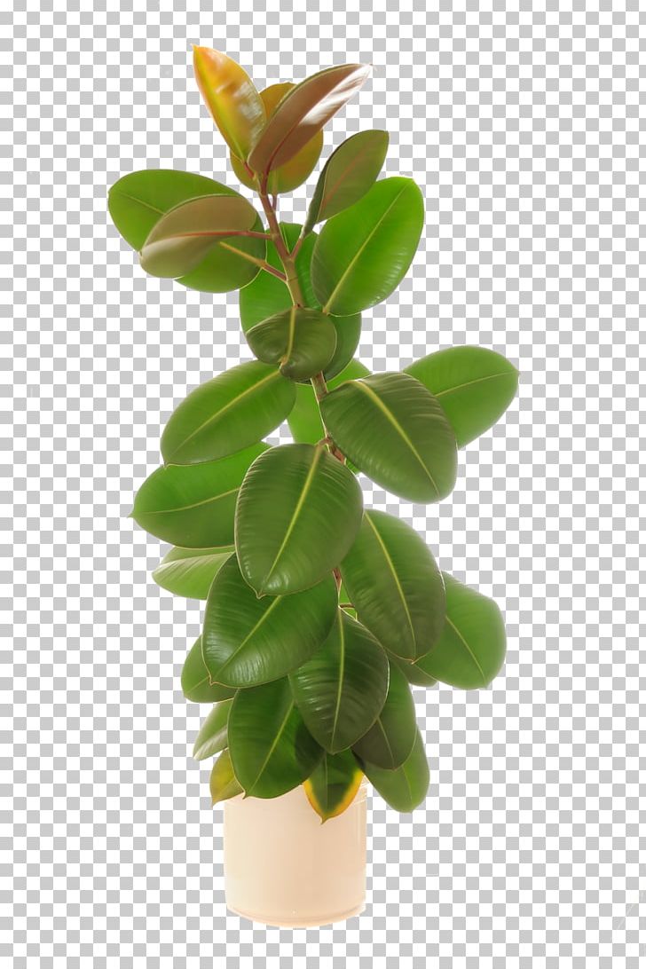 Rubber Fig Weeping Fig Common Fig Natural Rubber PNG, Clipart, Banco De Imagens, Common Fig, Elastica, Ficus, Fig Trees Free PNG Download