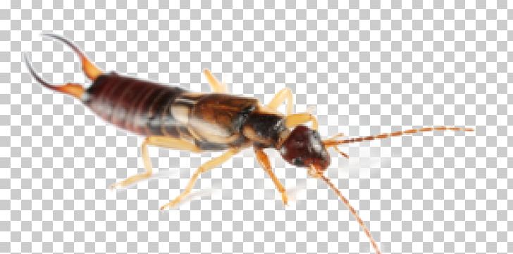 Brown-banded Cockroach Insect Spider House Centipede PNG, Clipart, Ant, Arthropod, Bed Bug, Brown Banded Cockroach, Brownbanded Cockroach Free PNG Download