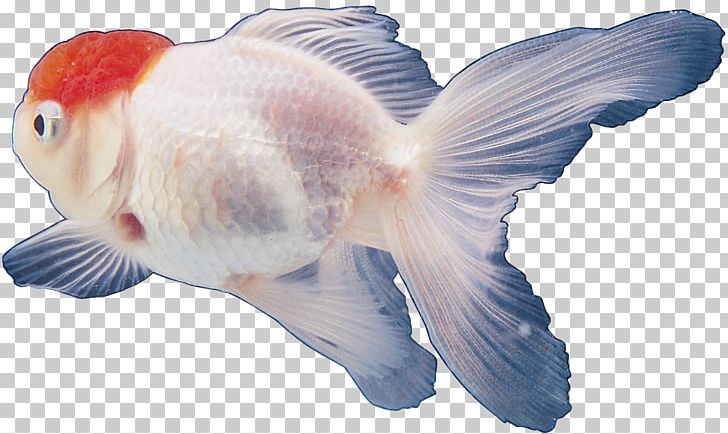 Goldfish Tropical Fish PNG, Clipart, Animals, Bony Fish, Computer, Digital Image, Document File Format Free PNG Download