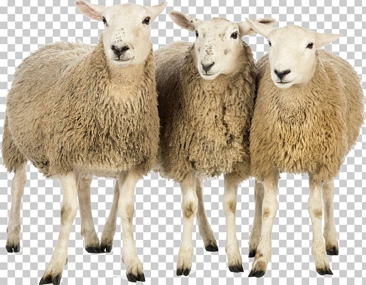 Sheep Production And Marketing PNG, Clipart, Animals, Clipping Path, Computer Icons, Cow Goat Family, Fur Free PNG Download