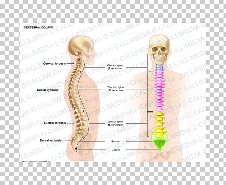 Vertebral Column Anatomy Lordosis Spinal Cord PNG, Clipart, Anatomy, Angle, Arm, Bone, Coccyx Free PNG Download