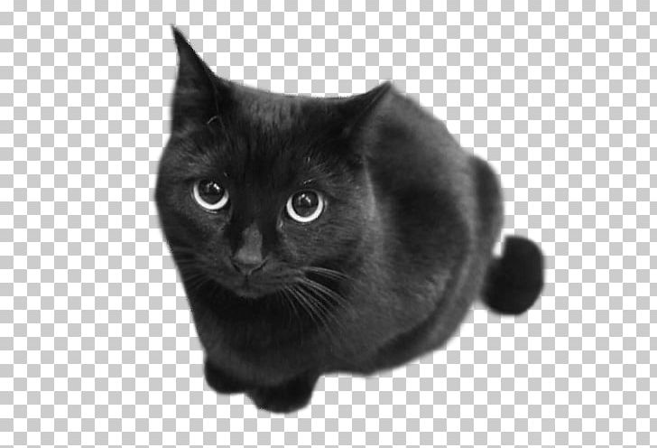 Chartreux European Shorthair Black Cat Korat British Shorthair PNG, Clipart, Animal, Asian, Black, Black And White, Black Cat Free PNG Download