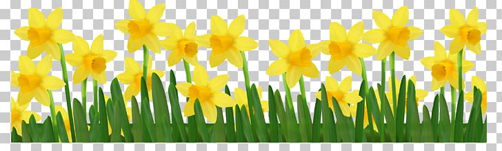 Daffodil PNG, Clipart, American Daffodil Society, Commodity, Computer Wallpaper, Cut Flowers, Daffodil Society Free PNG Download