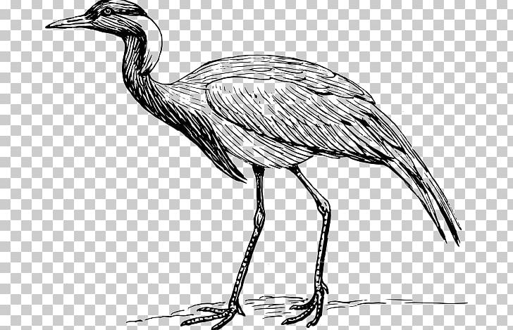 Demoiselle Crane Bird Heron PNG, Clipart, Artwork, Beak, Bird, Black And White, Black Crowned Crane Free PNG Download