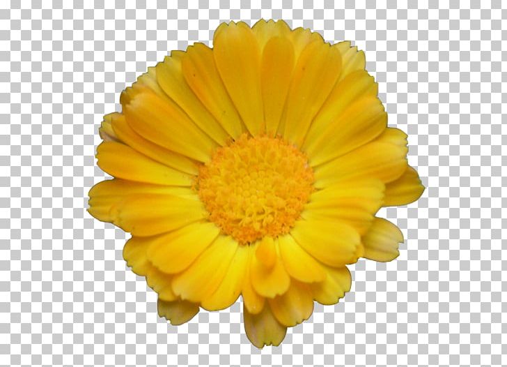 Flower Stock Photography Transvaal Daisy PNG, Clipart, Birth Flower, Calendula, Chrysanthemum, Chrysanths, Color Free PNG Download