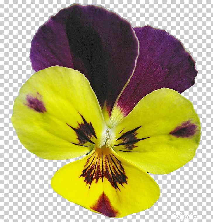 Pansy PNG, Clipart, Flower, Flowering Plant, Others, Pansy, Petal Free PNG Download