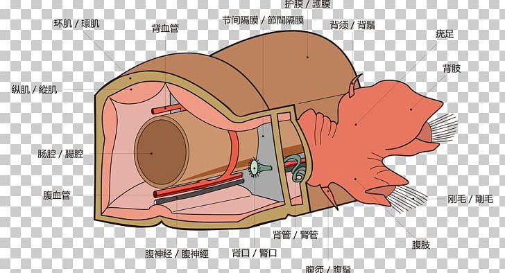 Polychaete Anatomy Spirobranchus Giganteus Bearded Fireworm Earthworm PNG, Clipart, Anatomy, Angle, Annelid, Biology, Cartoon Free PNG Download