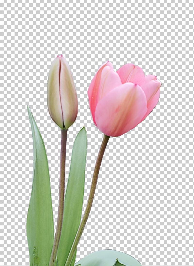 Flower Petal Tulip Plant Pink PNG, Clipart, Bud, Flower, Lady Tulip, Petal, Pink Free PNG Download