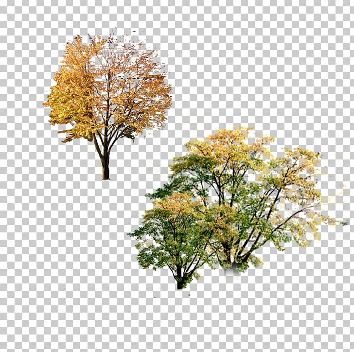 Autumn Poster Tree Landscape PNG, Clipart, Autumn Elements, Autumn Leaves, Autumn Vector, Branch, Chris Free PNG Download