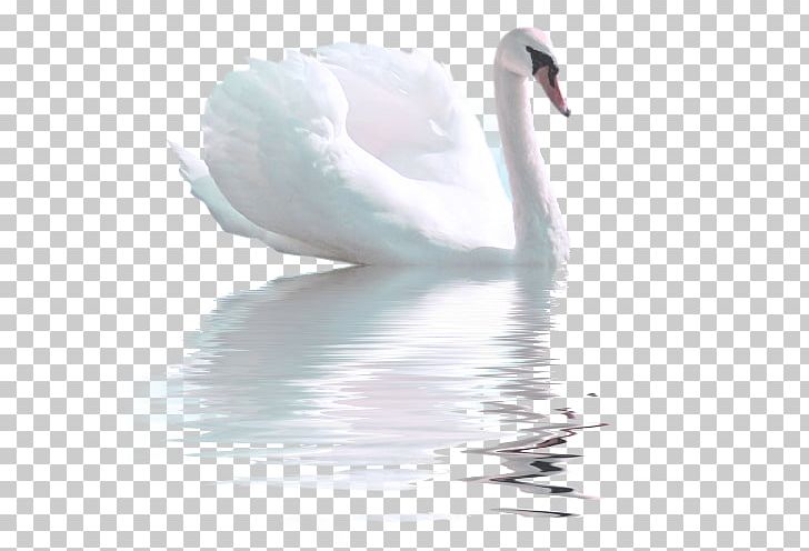 Cygnini Water Stock Photography Beak PNG, Clipart, Beak, Bird, Cygnini, Ducks Geese And Swans, Feather Free PNG Download