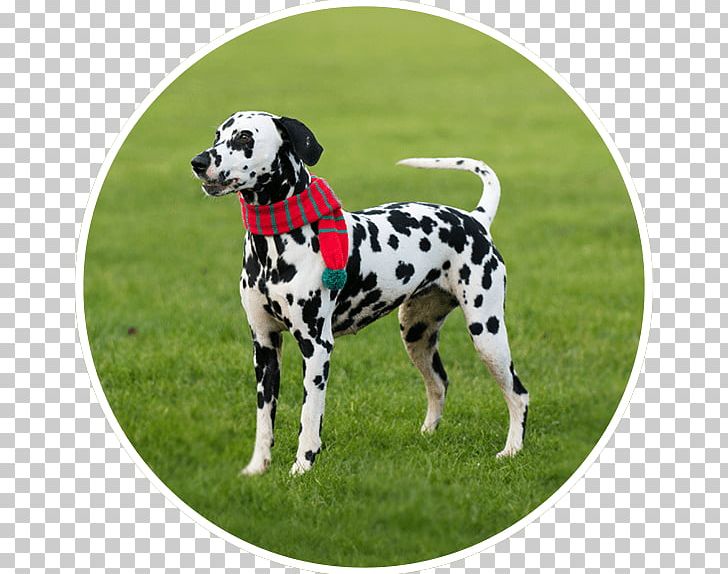 Dalmatian Dog Dog Breed Pet Sitting House Sitting PNG, Clipart, Breed, Carnivoran, Dalmatian, Dalmatian Dog, Dog Free PNG Download