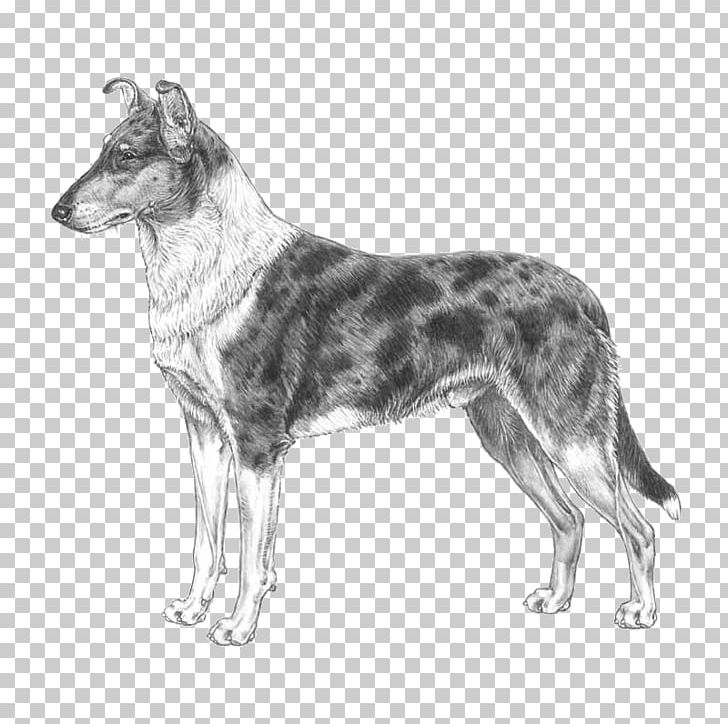 Koolie Australian Cattle Dog Smooth Collie Rough Collie Scotch Collie PNG, Clipart, 1 S, American Staghound, Australian Cattle Dog, Black And White, Border Collie Free PNG Download
