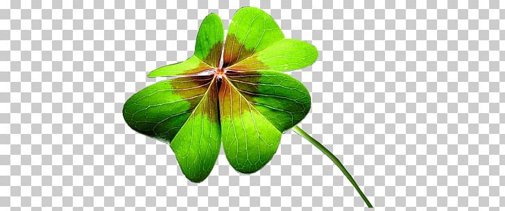 Clover PNG, Clipart, Clover Free PNG Download