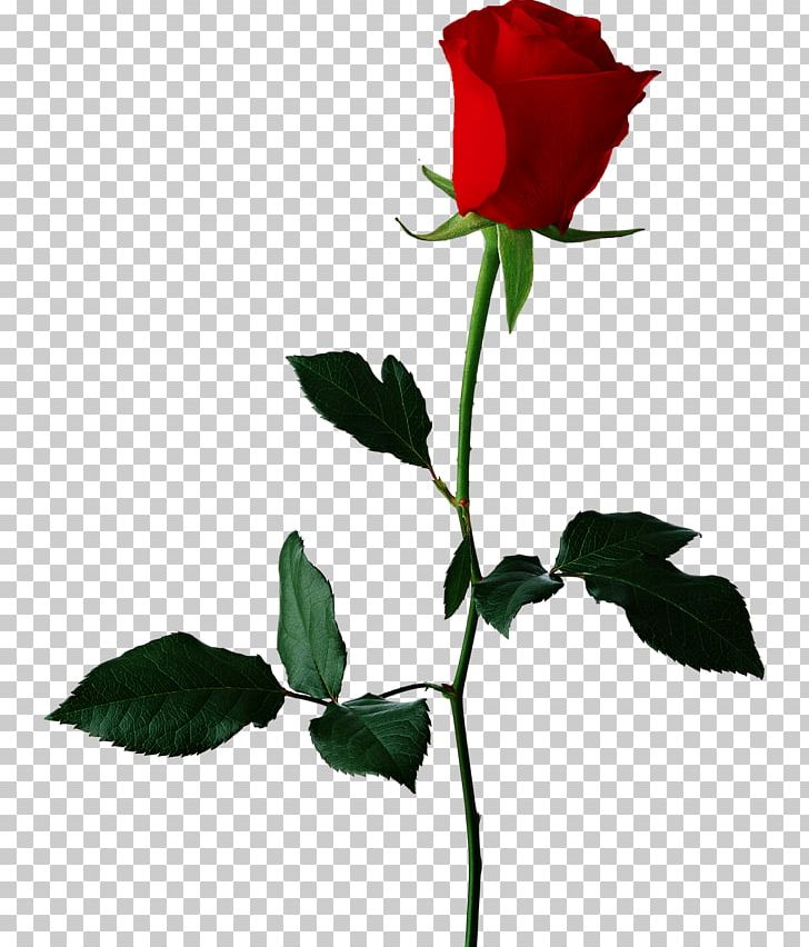 Desktop Rose PNG, Clipart, Black Rose, Branch, China Rose, Desktop Wallpaper, Download Free PNG Download