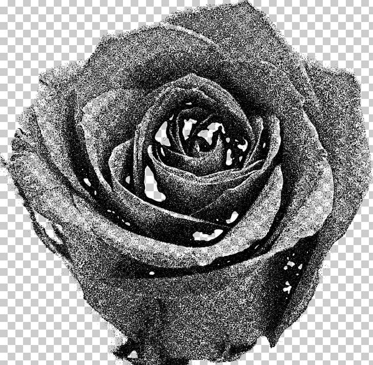 Garden Roses Black And White PNG, Clipart, Black And White, Blue, Bouquet Of Roses, Cut Flowers, Flower Free PNG Download