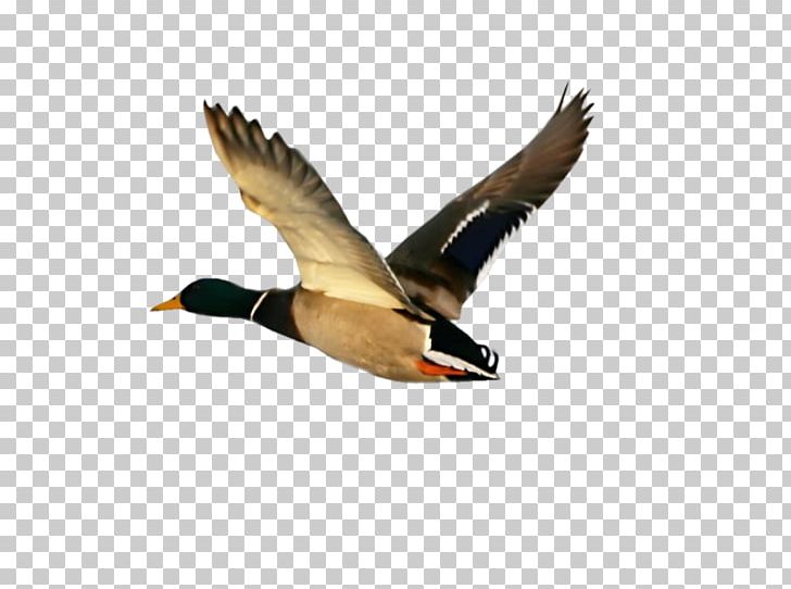 Goose Bird Duck Centerblog PNG, Clipart, Animals, Beak, Bird, Bird Migration, Blog Free PNG Download