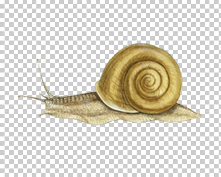 Pond Snails Ostreoida Slug Stock Photography PNG, Clipart, Alamy, Animal, Crassostrea, Eastern Oyster, Escargot Free PNG Download