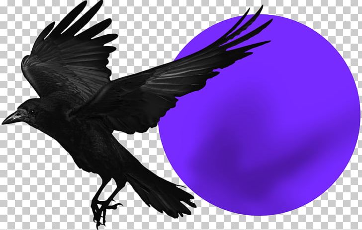 Rook American Crow Bird Common Raven Stock Photography PNG, Clipart, American Crow, Animals, Beak, Bird, Carrion Crow Free PNG Download