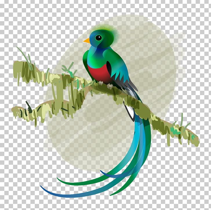 Budgerigar Bird Resplendent Quetzal Feather El Quetzal PNG, Clipart, Animals, Avenida El Quetzal, Beak, Bird, Budgerigar Free PNG Download