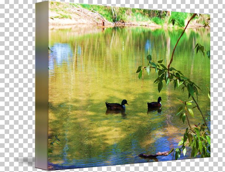 Duck Water Resources Ecosystem Wetland Pond PNG, Clipart, Animals, Bird, Duck, Ducks Geese And Swans, Ecosystem Free PNG Download