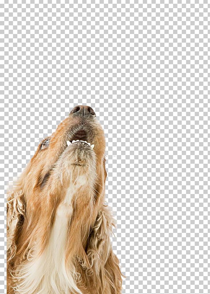 English Cocker Spaniel Sapsali Puppy Purebred Dog PNG, Clipart, 3d Animation, Animal, Animals, Anime Character, Anime Girl Free PNG Download