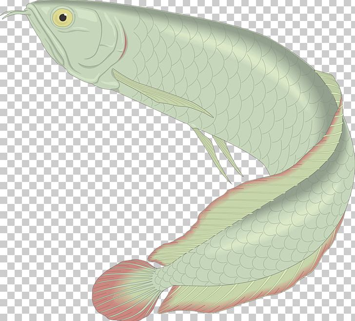 Fish Resource Animal PNG, Clipart, Animal, Animals, Asian Arowana, Download, Encapsulated Postscript Free PNG Download