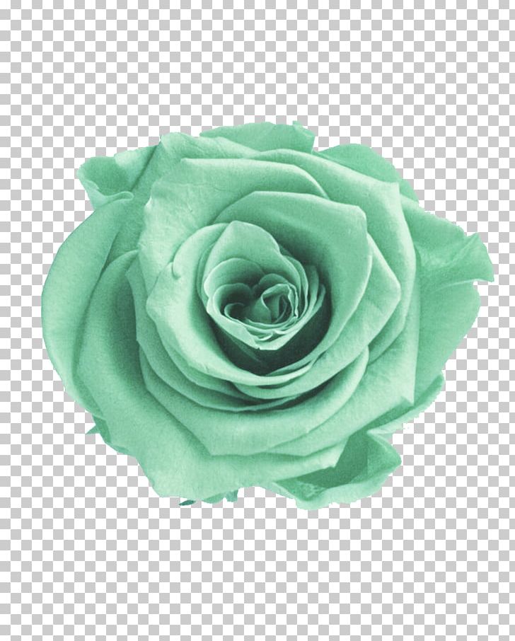 Garden Roses Green Flower Color PNG, Clipart, Aqua, Blue Rose, Color, Cut Flowers, Flower Free PNG Download