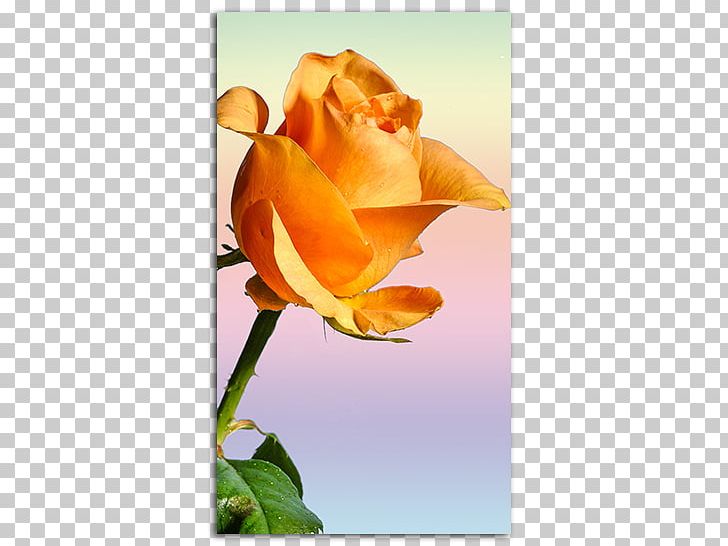 IPhone 6 Desktop Rose High-definition Television Smartphone PNG, Clipart, Blue Rose, Computer Wallpaper, Desktop Wallpaper, Flower, Garden Roses Free PNG Download