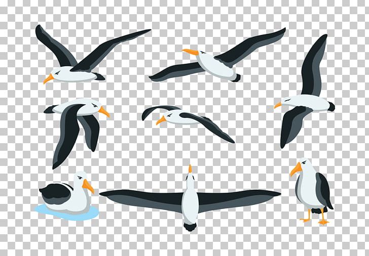 Seabird Penguin PNG, Clipart, Albatross, Animals, Beak, Bird, Computer Icons Free PNG Download