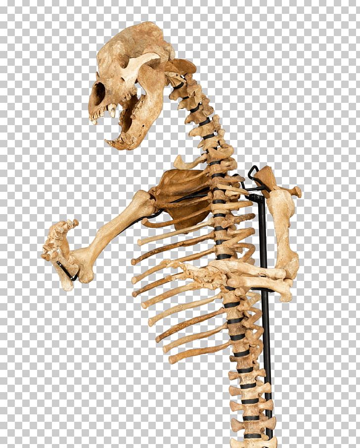 American Black Bear Human Skeleton Bone Cave Bear PNG, Clipart, American Black Bear, Anatomy, Axial Skeleton, Bear, Bears Free PNG Download