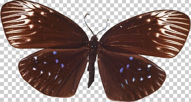 Butterfly PNG, Clipart, Arthropod, Black, Blue Butterfly, Brush Footed Butterfly, Butterflies Free PNG Download