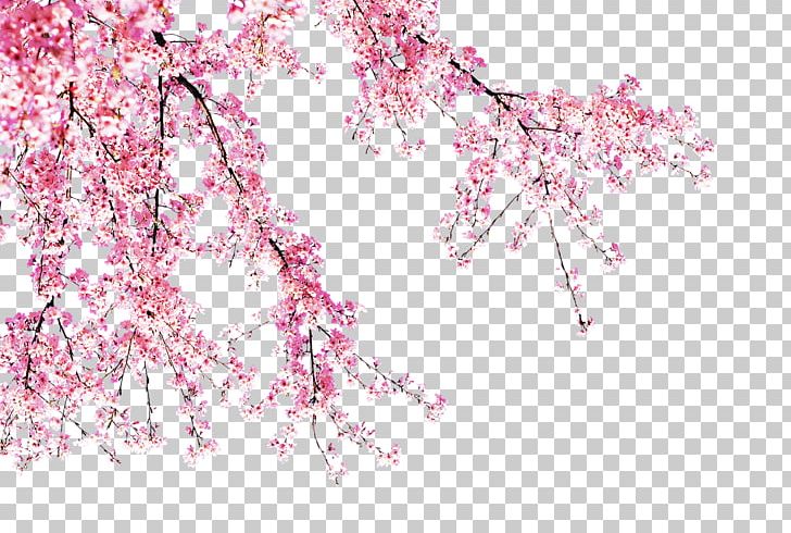 Blossom Pink PNG, Clipart, Branch, Cherry Blossom, Cluster, Color, Flower Free PNG Download