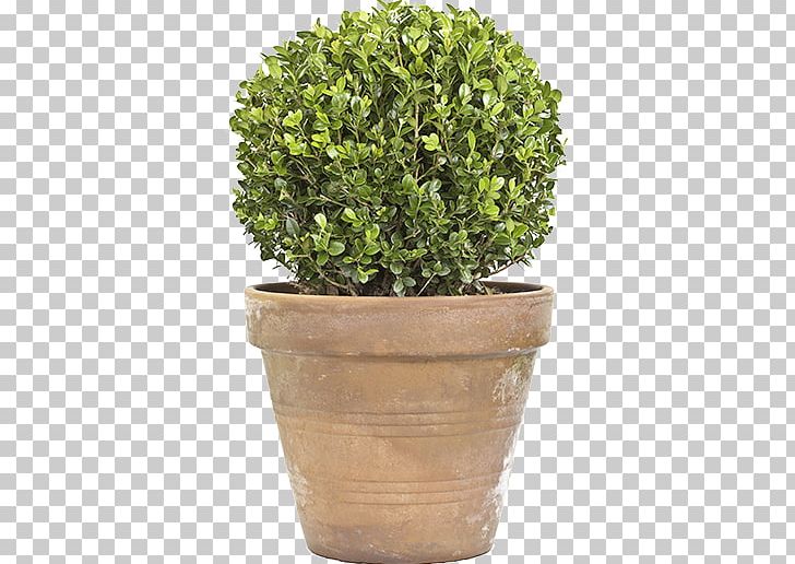 Box Topiary Tree Plant PNG, Clipart, Ball, Box, Evergreen, Flowerpot, Garden Free PNG Download