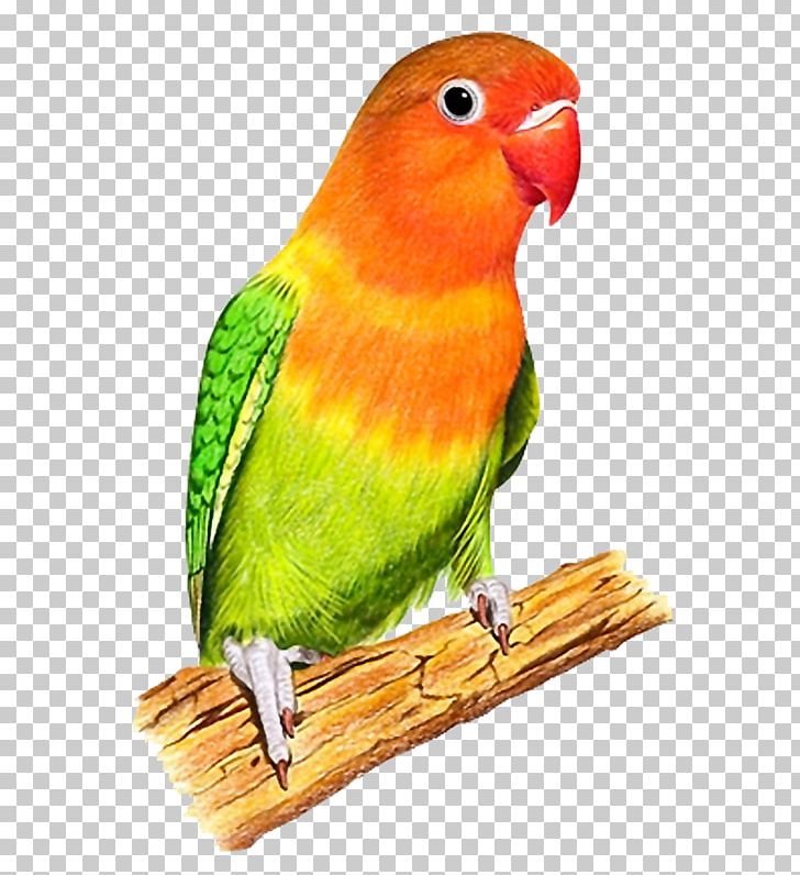 Budgerigar Lovebird Lilac-tailed Parrotlet PNG, Clipart, Animals, Beak, Bird, Birds, Bird Supply Free PNG Download