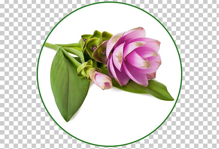 Floral Design Antinfiammatori Naturali: Prevenire E Curare In Modo Efficace PNG, Clipart, Airless, Bud, Curare, Curcuma Longa, Cut Flowers Free PNG Download